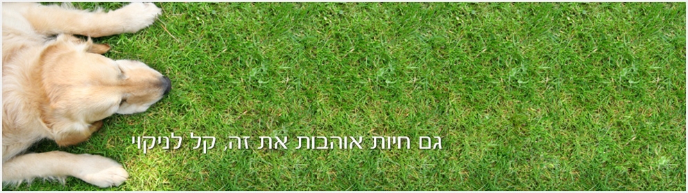 דשא סינטטי השוואת מחירים